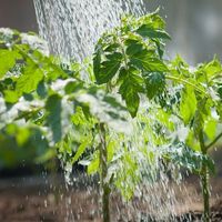 5. Rotate your crops.jpg 5. Rotate your crops.jpg