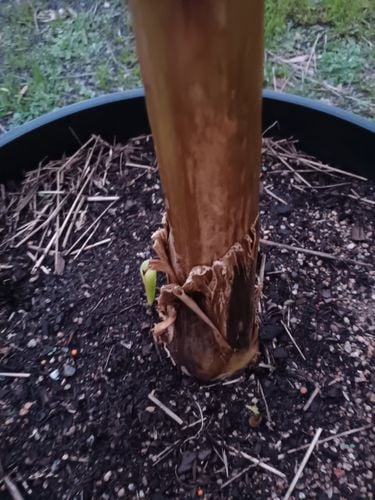 IMG_20240901_181117129.jpg IMG_20240901_181117129.jpg