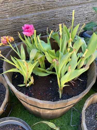 F3C4E1E1-2079-44D6-A7A7-0699869F6D69.jpeg F3C4E1E1-2079-44D6-A7A7-0699869F6D69.jpeg