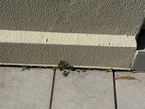 IMG_7290.jpeg IMG_7290.jpeg