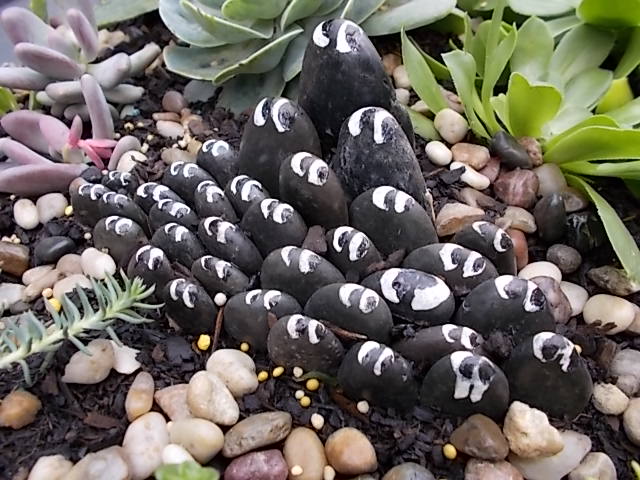 DSCN0228.JPG DSCN0228.JPG