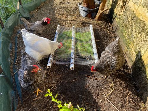 IMG_1054.jpeg IMG_1054.jpeg