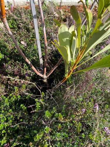 7B773BE2-7037-4342-87C0-92A869B456BE.jpeg 7B773BE2-7037-4342-87C0-92A869B456BE.jpeg