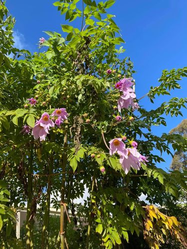 E50EB5BE-BA2D-45F1-92D4-D9A4B71FEE64.jpeg E50EB5BE-BA2D-45F1-92D4-D9A4B71FEE64.jpeg