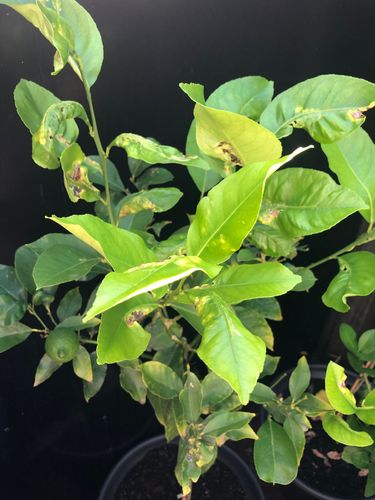 E06DFF95-97B5-401E-95F8-4D1AE5FD302A.jpeg E06DFF95-97B5-401E-95F8-4D1AE5FD302A.jpeg