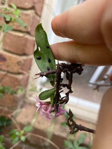 IMG115.jpeg IMG115.jpeg