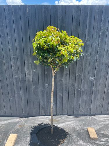 6C80D75A-A0B3-48FF-B1A9-72262A745254.jpeg 6C80D75A-A0B3-48FF-B1A9-72262A745254.jpeg