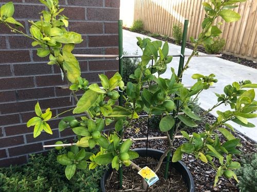 879A3E29-5EEA-4076-A6EA-7BBD8B9F73AB.jpeg 879A3E29-5EEA-4076-A6EA-7BBD8B9F73AB.jpeg