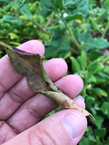 IMG_3824.jpeg IMG_3824.jpeg