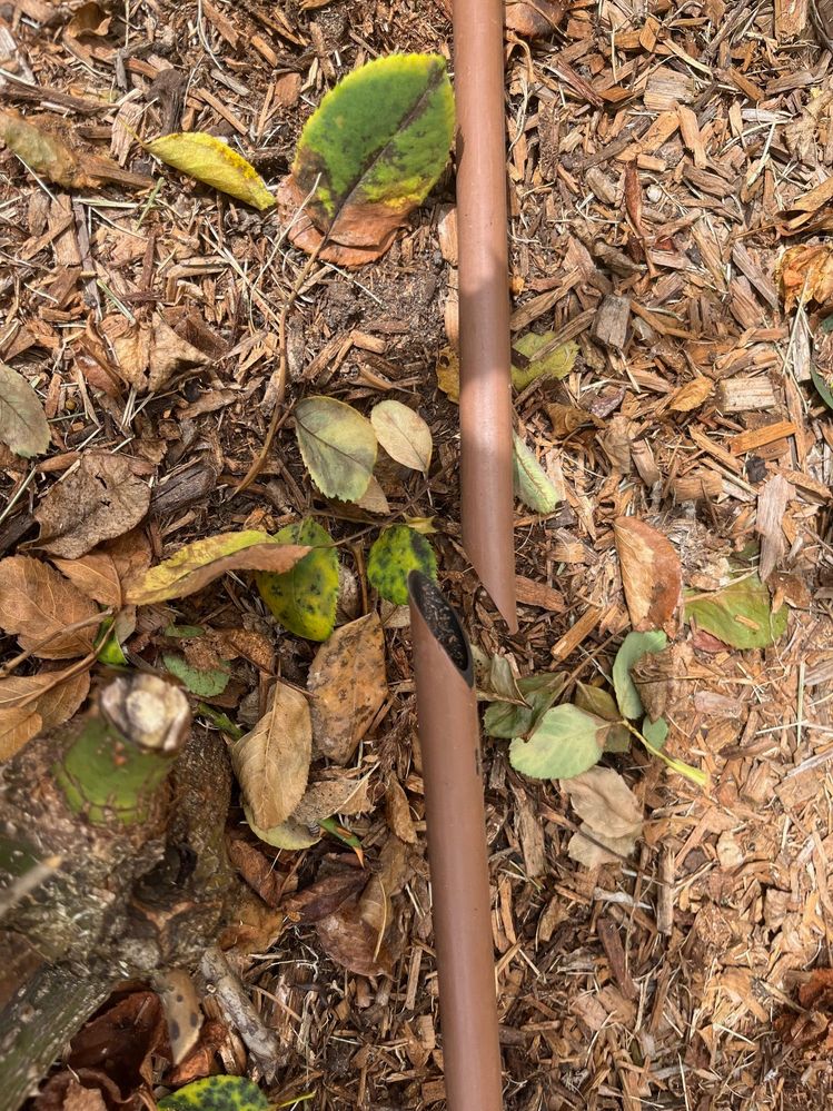 IMG_2001.jpg IMG_2001.jpg