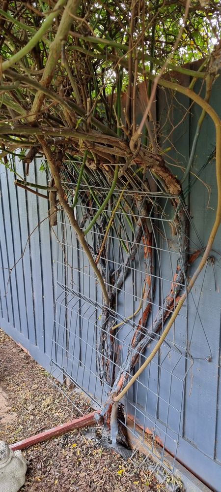 WhatsApp Image 2022-01-05 at 12.48.15.jpeg WhatsApp Image 2022-01-05 at 12.48.15.jpeg