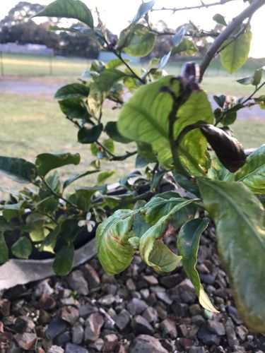 04553626-C75F-4C99-BE4B-59B6E6E9E675.jpeg 04553626-C75F-4C99-BE4B-59B6E6E9E675.jpeg