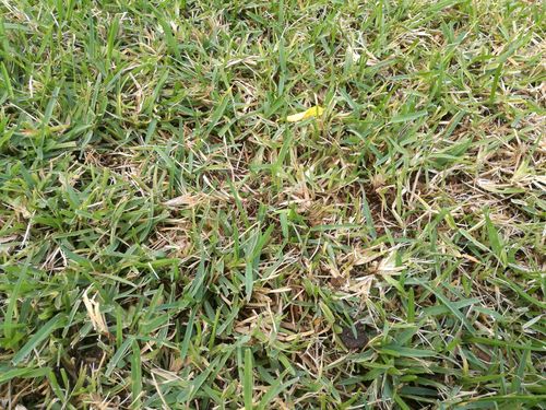 grass 4.jpg grass 4.jpg