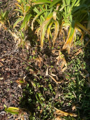 IMG_1444.jpeg IMG_1444.jpeg