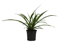 Spider plant.png Spider plant.png
