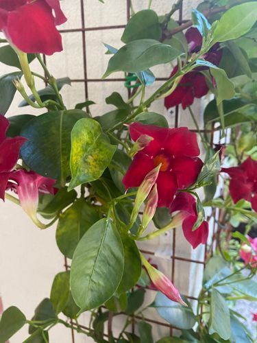 Mandevilla 2.jpeg Mandevilla 2.jpeg