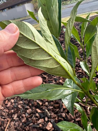 49A74986-CF76-4040-B23D-8CF3C6874D1E.jpeg 49A74986-CF76-4040-B23D-8CF3C6874D1E.jpeg