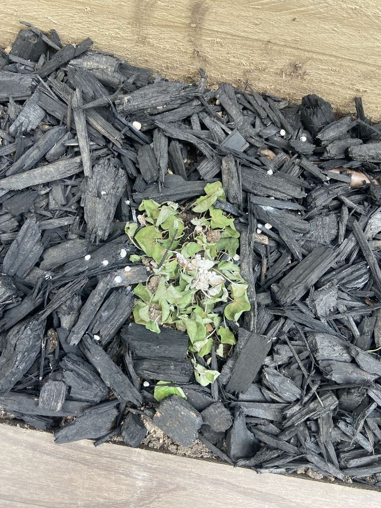 IMG_8803.jpg IMG_8803.jpg