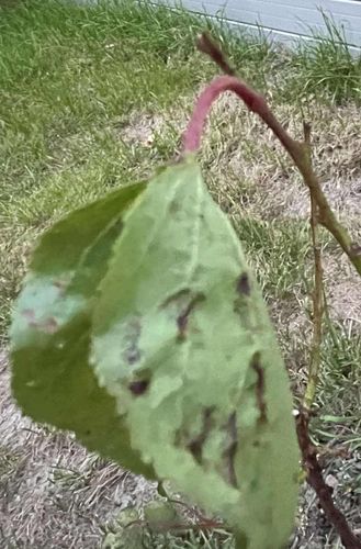 462546452_851251593867800_1983312723013716167_n.jpg 462546452_851251593867800_1983312723013716167_n.jpg