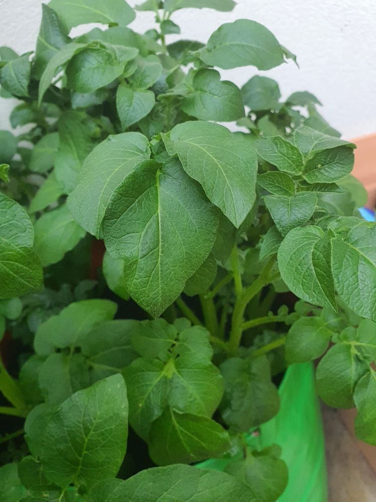 IMG-20240104-WA0002.jpg IMG-20240104-WA0002.jpg