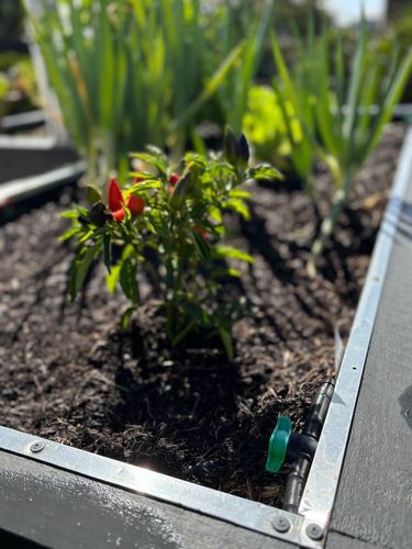 IMG_4903.jpeg IMG_4903.jpeg