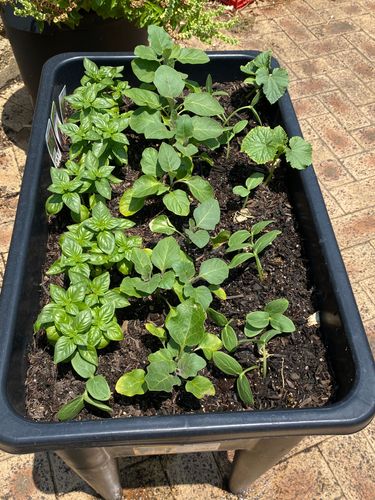 F20D3907-2D5B-49EC-8642-EA4EC912481B.jpeg F20D3907-2D5B-49EC-8642-EA4EC912481B.jpeg