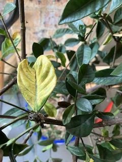 IMG_0835.jpeg IMG_0835.jpeg