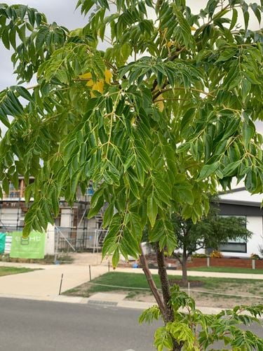 IMG_1509.jpeg IMG_1509.jpeg