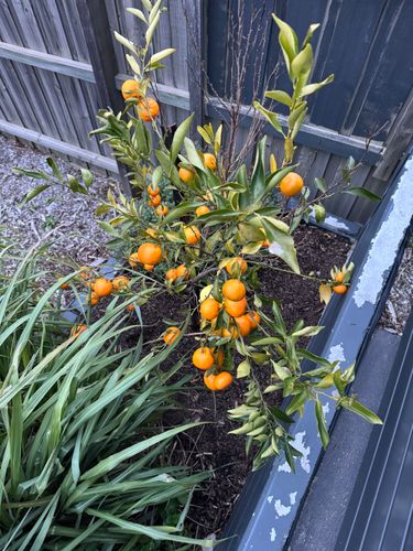 IMG_7268.jpeg IMG_7268.jpeg