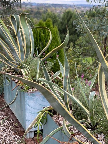 19D1CCE0-0C1F-481B-AE59-3E41D376206F.jpeg 19D1CCE0-0C1F-481B-AE59-3E41D376206F.jpeg