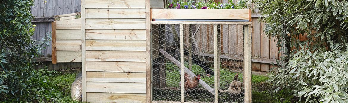 11_07_Chicken_Coop_B.jpeg 11_07_Chicken_Coop_B.jpeg