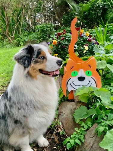 43572E11-249E-4683-8A8D-2818E11DCE3D.jpeg 43572E11-249E-4683-8A8D-2818E11DCE3D.jpeg