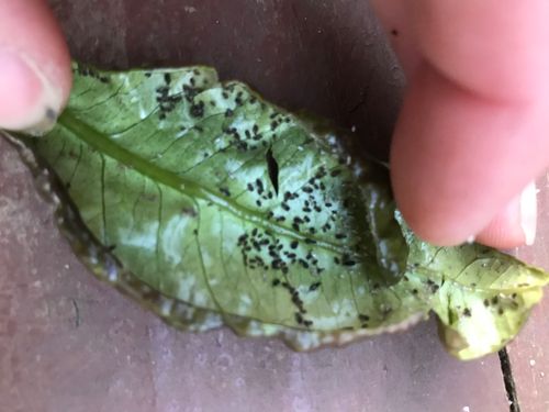 7F512B14-49BB-4A77-991C-0237DED92428.jpeg 7F512B14-49BB-4A77-991C-0237DED92428.jpeg