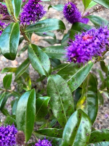 IMG_4316.jpeg IMG_4316.jpeg