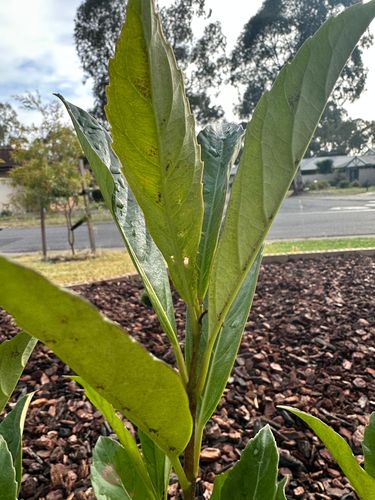 AFE65096-D172-4815-83C2-F16E9BA2C3C9.jpeg AFE65096-D172-4815-83C2-F16E9BA2C3C9.jpeg