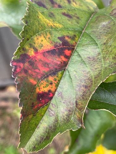 IMG_8746.jpeg IMG_8746.jpeg