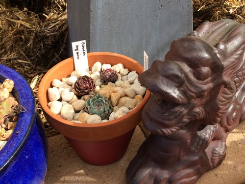 IMG_4681 (2).JPG IMG_4681 (2).JPG