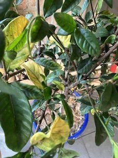 IMG_0832.jpeg IMG_0832.jpeg