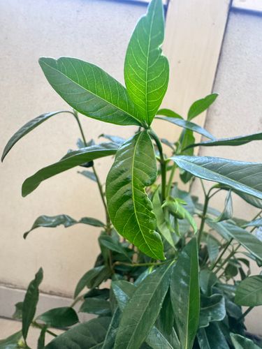 IMG_0911.jpeg IMG_0911.jpeg