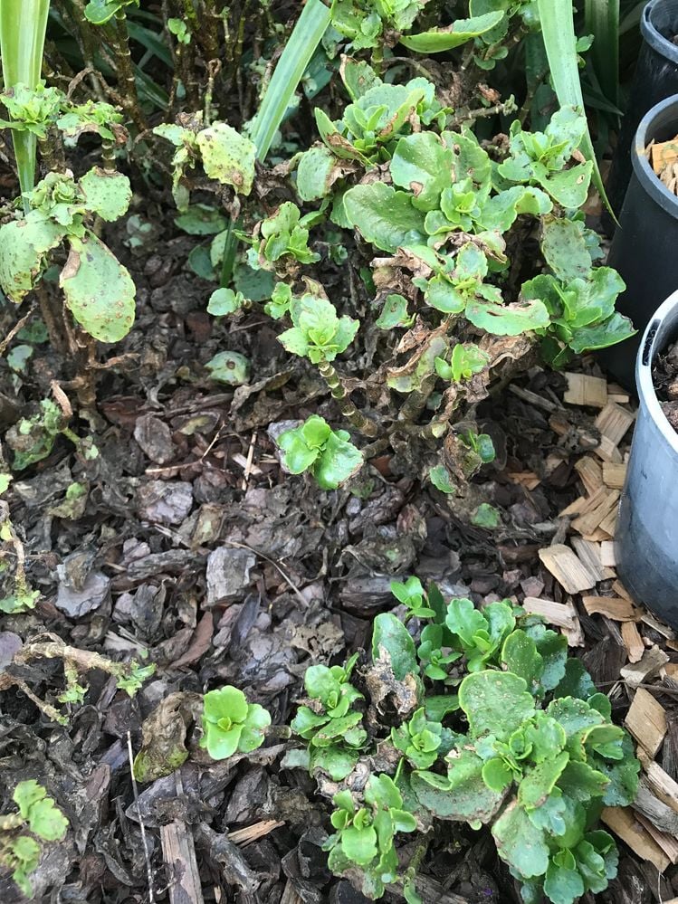 20250415103415.jpg 20250415103415.jpg