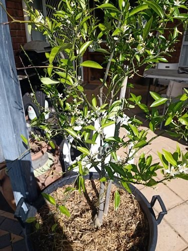 IMG20230924151118.jpg IMG20230924151118.jpg