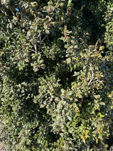 72100086882__77C008D8-633C-44E0-9CB7-0D9350D4B953.jpeg 72100086882__77C008D8-633C-44E0-9CB7-0D9350D4B953.jpeg