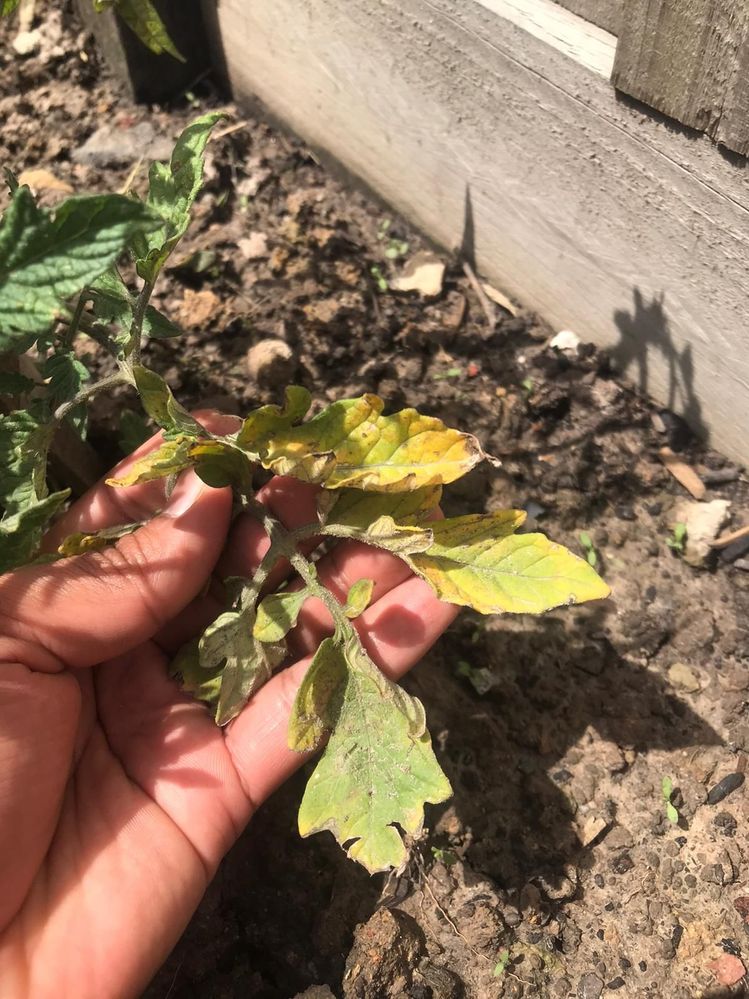 432b2f37-8e16-40a5-8bc3-88e4ee87e849.jpg 432b2f37-8e16-40a5-8bc3-88e4ee87e849.jpg