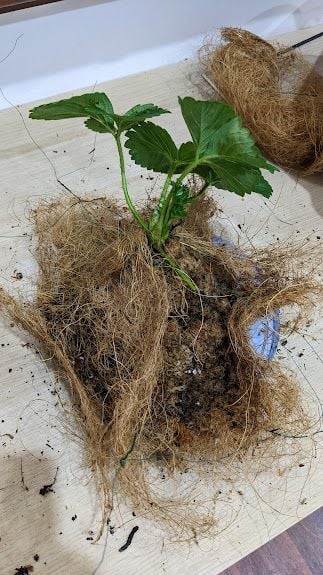 PXL_20240729_035526547.jpg PXL_20240729_035526547.jpg