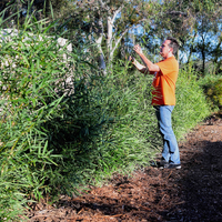 5.4 Six months after spring planting.png 5.4 Six months after spring planting.png