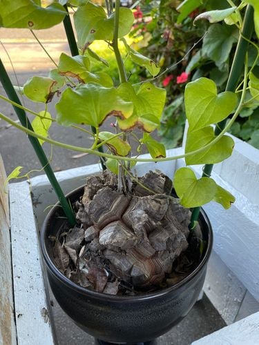 39764420-7FB7-40EA-96C4-D65DE2AFE593.jpeg 39764420-7FB7-40EA-96C4-D65DE2AFE593.jpeg