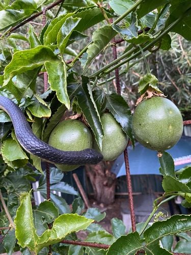 22FEB176-57F1-4176-9DD1-D8E6E28E2267.jpeg 22FEB176-57F1-4176-9DD1-D8E6E28E2267.jpeg