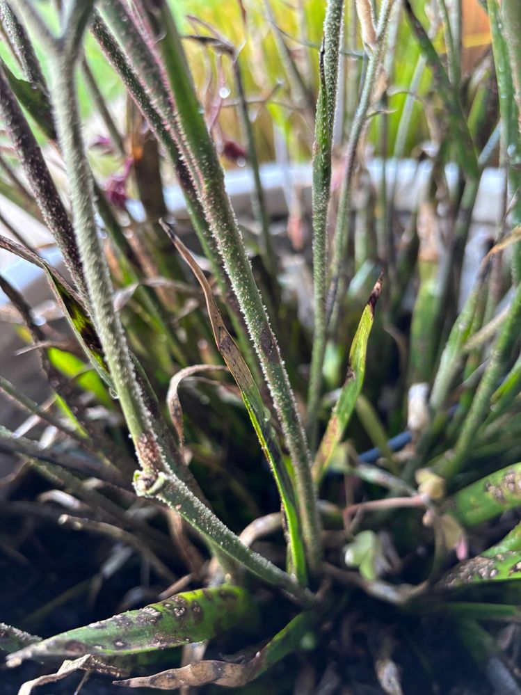 IMG_8877.jpeg IMG_8877.jpeg