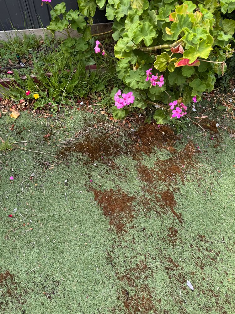 E2825ABD-4CB5-4F0F-9EA9-C5E91F36F8FC.jpeg E2825ABD-4CB5-4F0F-9EA9-C5E91F36F8FC.jpeg