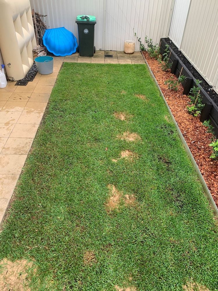 Lawn today (top dressed).jpg Lawn today (top dressed).jpg